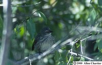 Mangrove Finch - Camarhynchus heliobates