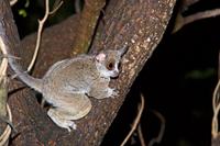 Lesser Bushbaby (Galago moholi) AKA South African Lesser Bushbaby