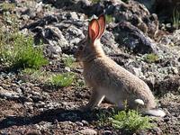 photo - Central Asian hare, Lepus tolai