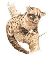 African palm civet