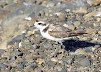 Snowy Plover at Modesto STP 8/11/05 © 2005 Jim Gain