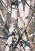 Pale-throated Serra-Finch, Embernagra longicauda