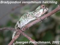 Strange-nosed Chameleon (Kinyongia xenorhinum)