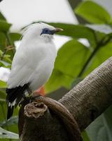 Bali Myna