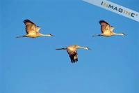 Sandhill Cranes (Grus canadensis) photo