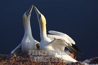 northern gannet ( Sula bassana ) stock photo