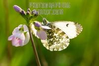 Orange Tip Butterfly ( Anthocharis cardamines ) on Ladies Smock cuckoo flower ( 07 3680 ) stock ...