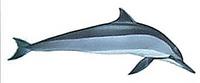 Spinner dolphin