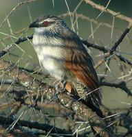 White-browed Coucal p.196