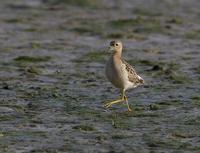 Buff-breasted Sandpiper (Tryngites subruficollis)