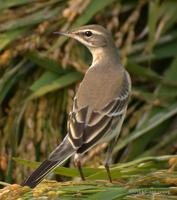 Yellow Wagtail Motacilla flava 긴발톱할미새