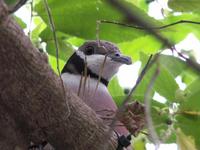 Collared Imperial Pigeon