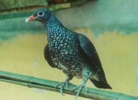 Scaled Pigeon Columba Speciosa