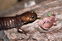 : Ambystoma gracile; Northwestern Salamander