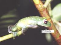 : Aplastodiscus leucopygius