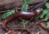 : Dicamptodon ensatus; California Giant Salamander