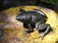 : Gastrophryne pictiventris; Southern Narrow-mouthed Toad