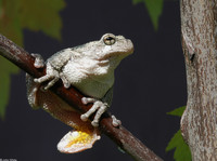 : Hyla chrysoscelis; Cope's Gray Treefrog