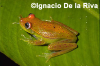 : Hypsiboas punctatus