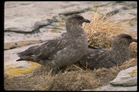 : Catharacta antarctica; Brown Skua