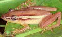 : Scinax squalirostris