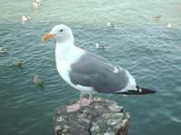 : Larus occidentalis; Western Gull