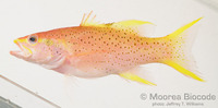 : Liopropoma lunulatum