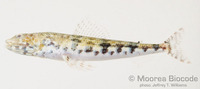 : Synodus variegatus