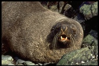 : Arctocephalus gazella; Antarctic Fur Seal