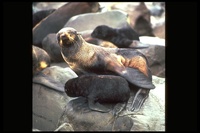 : Callorhinus ursinus; Northern Fur Seal