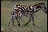 : Equus burchellii; Plains Zebra