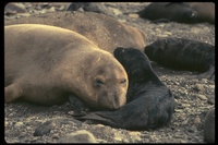 : Mirounga angustirostris; Northern Elephant Seal Pup
