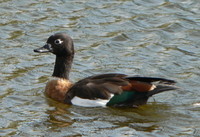 : Tadorna tadornoides; Australian Shelduck