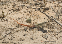 : Acanthodactylus erythrurus; Spiny-footed Lizard