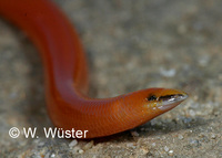 : Acontias litoralis; Coastal Legless Skink