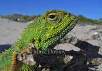 : Agama hipida; Southern Spiny Agama