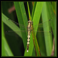 : Orthetrum albistylum; White-tailed Skimmer