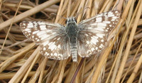 : Pyrgus albescens; Checkered Skipper