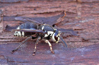 : Vespula maculata; Bald-faced Hornet