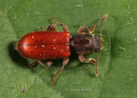 : Zenodosus sanguineus