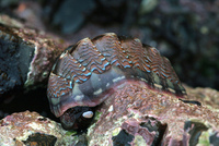 : Tonicella lokii; Flame Lined Chiton