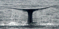 ...Marine mammals were the highlight of our birding trip, including two Blue Whales. 14 October 200