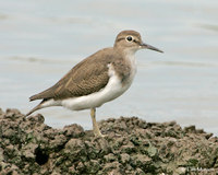 Common Sandpiper