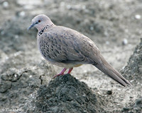 Spotted Dove