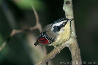 Red-tailed Minla 火尾希(眉鳥)