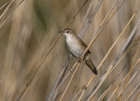 ヌマセンニュウ  Savi's Warbler Locustella luscinoides