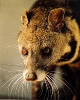 작은사향고양이 Viverricula indica  Small Indian Civet