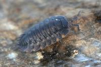 Porcellio scaber