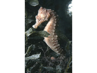 Hippocampus hippocampus Short-snouted seahorse