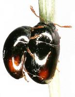 Olibrus bisignatus